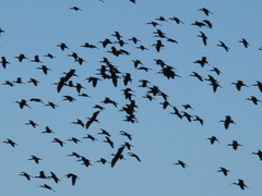 Plegadis falcinellus