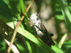 Melanoplinae