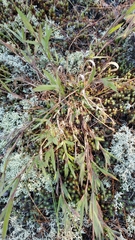 Dichanthelium acuminatum