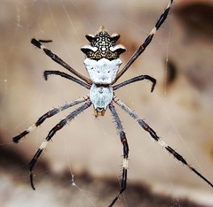 Argiope argentata