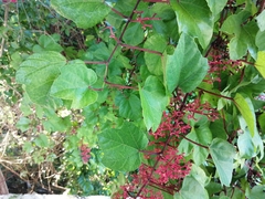 Cissus erosa