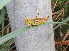 Stethophyma lineatum