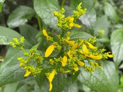 Verbesina occidentalis