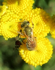 Halictus subauratus