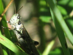 Melanoplinae