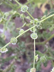 Cycloloma atriplicifolium