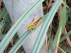 Stethophyma lineatum