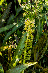 Eucomis comosa