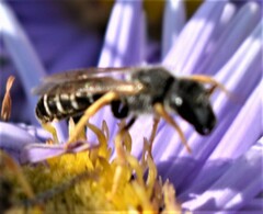 Halictus