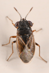 Geocoris