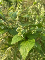 Fallopia