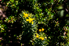 Euryops tysonii