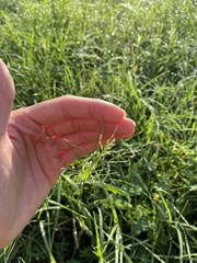 Eragrostis