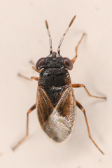 Geocoris