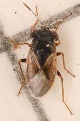 Geocoris