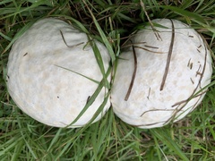 Lycoperdaceae