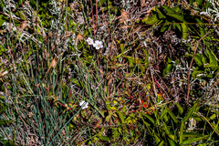 Geranium schlechteri