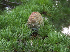 Cedrus deodara