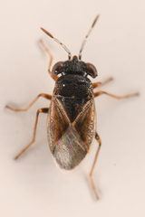 Geocoris