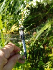 Orthetrum albistylum