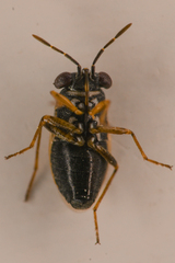 Geocoris