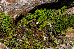 Geranium wakkerstroomianum
