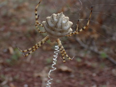 Argiope lobata