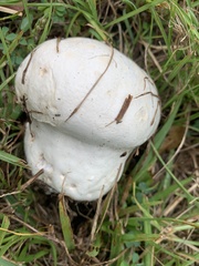 Lycoperdaceae