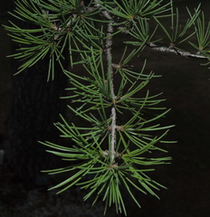 Cedrus deodara