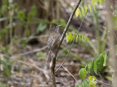 Myiarchus