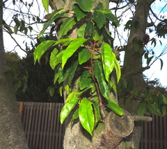 Prunus lusitanica