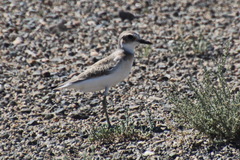 Charadrius leschenaultii