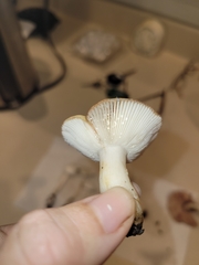 Russula grata
