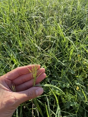 Eragrostis