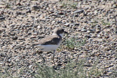 Charadrius leschenaultii