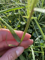 Eragrostis