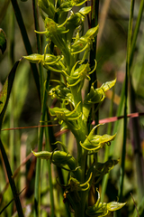 Habenaria lithophila