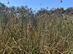 Schoenoplectus californicus