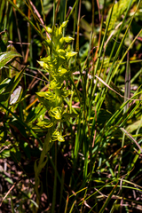 Habenaria lithophila