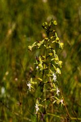 Habenaria schimperiana