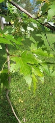 Acer saccharinum
