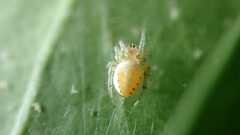 Araniella