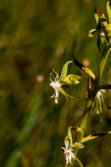 Habenaria schimperiana