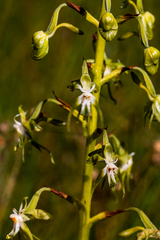 Habenaria schimperiana
