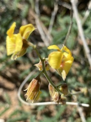 Pomaria jamesii