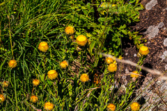 Helichrysum cooperi