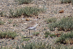 Charadrius mongolus
