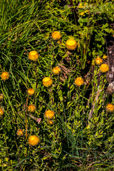 Helichrysum cooperi
