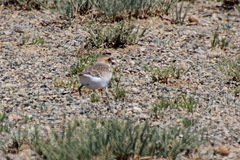 Charadrius mongolus