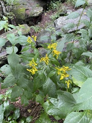 Verbesina occidentalis